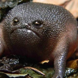 black rain frog plush