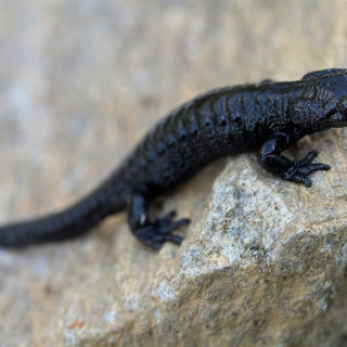 Alpine Salamander Facts and Pictures