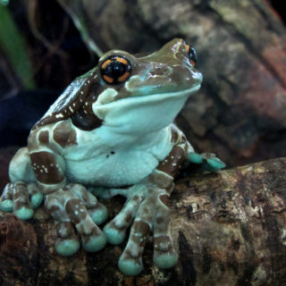 Amazon Milk Frog Facts and Pictures