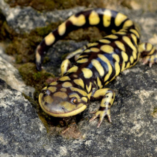 Barred Tiger Salamander Facts and Pictures