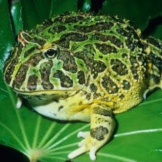 Argentine Horned Frog Facts and Pictures