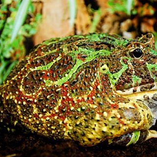 Argentine Horned Frog Facts and Pictures