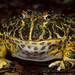 Argentine Horned Frog Facts and Pictures