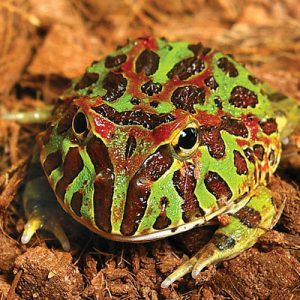 Argentine Horned Frog Facts and Pictures