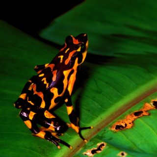 Mountain Chicken Frog Facts and Pictures