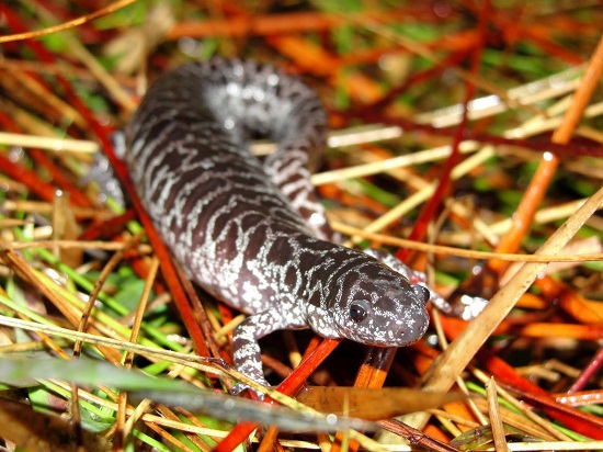 Flatwoods Salamander Facts and Pictures