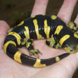 Barred Tiger Salamander Facts and Pictures