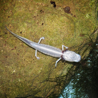 Texas Blind Salamander Facts and Pictures