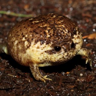 Cape Rain Frog Facts and Pictures