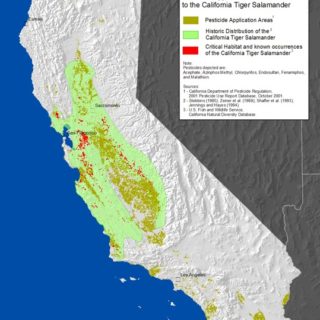 California Tiger Salamander Facts and Pictures