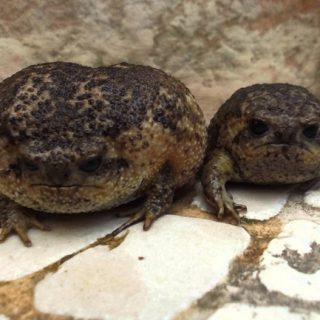 Cape Rain Frog Facts and Pictures