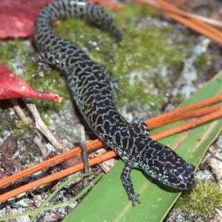 Flatwoods Salamander Facts and Pictures