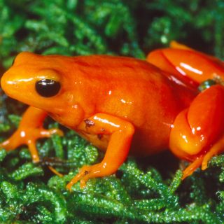 Golden Mantella Facts and Pictures