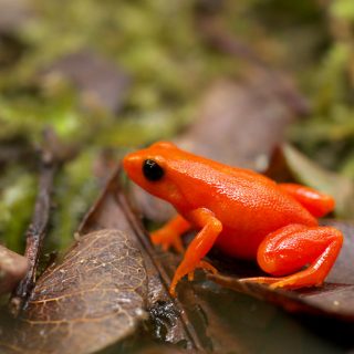 Golden Mantella Facts and Pictures