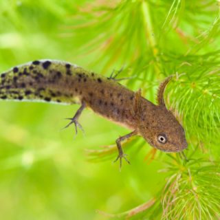 Great Crested Newt Facts and Pictures