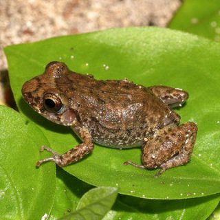 Greenhouse Frog Facts and Pictures