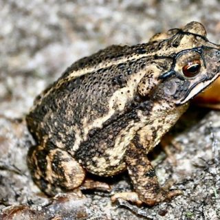 Yellow Bellied Toad Facts and Pictures