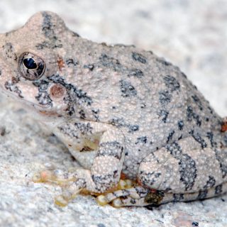 Canyon Tree Frog Facts and Pictures