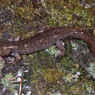 Idaho Giant Salamander Facts and Pictures