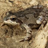 Desert Rain Frog Facts and Pictures