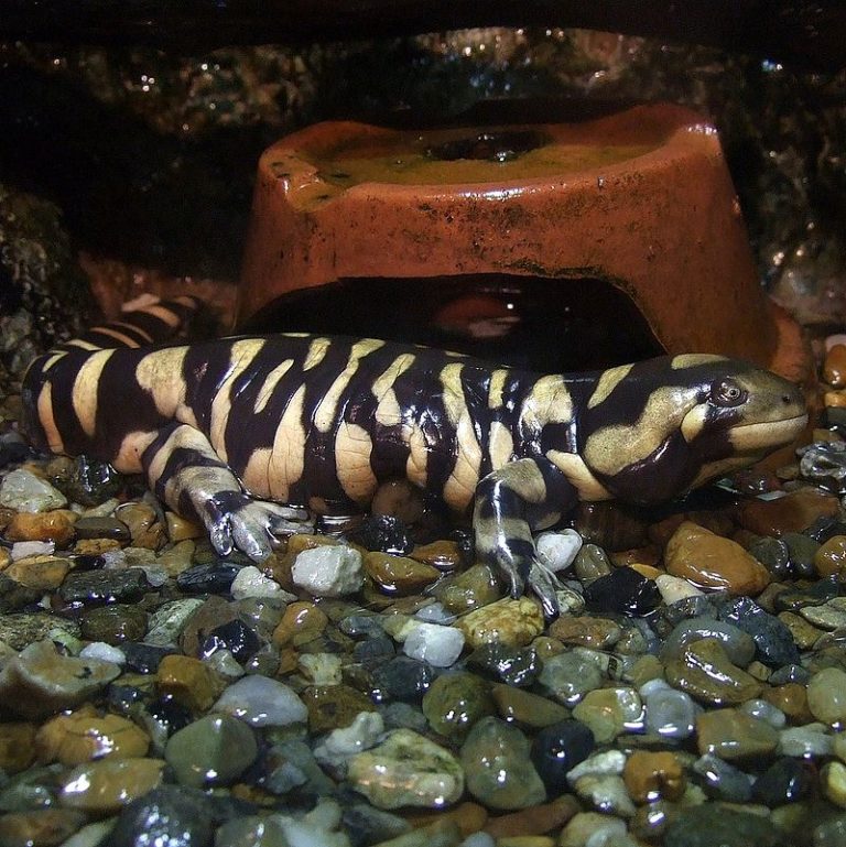 Barred Tiger Salamander Facts and Pictures