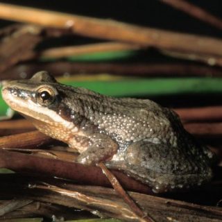 Boreal Chorus Frog Facts And Pictures