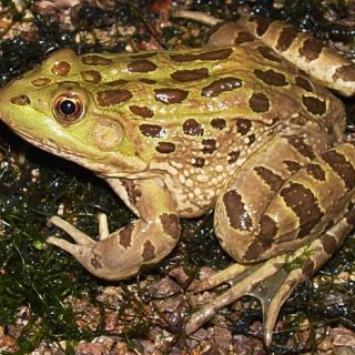 Chiricahua Leopard Frog Facts and Pictures