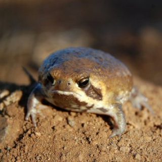 Mozambique Rain Frog Facts and Pictures