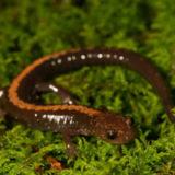 Shenandoah Salamander Facts and Pictures