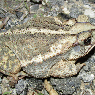 Gulf Coast Toad Facts and Pictures