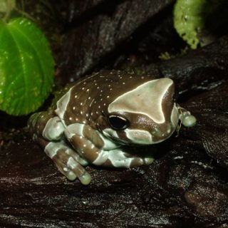 Amazon Milk Frog Facts and Pictures