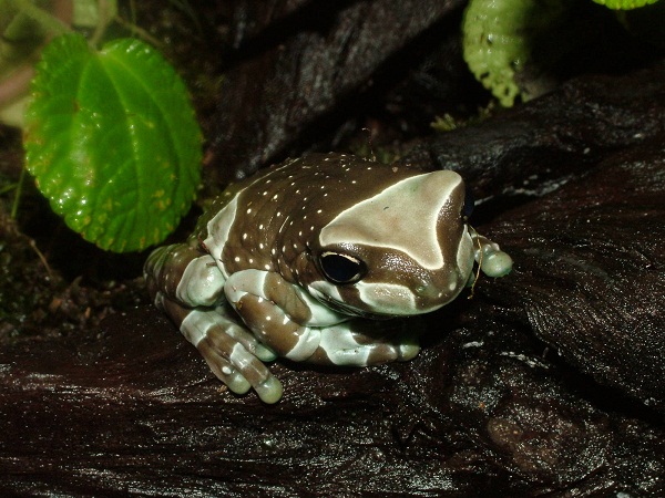 Amazon Milk Frog Facts and Pictures