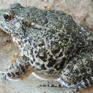 Mississippi Gopher Frog Facts and Pictures