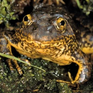 Mountain Yellow-legged Frog Facts and Pictures