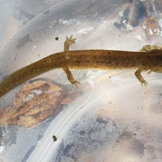 Mud Salamander Facts and Pictures