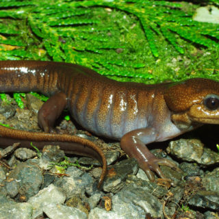 Northwestern Salamander Facts and Pictures