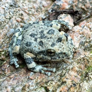 California Tree Frog Facts and Pictures