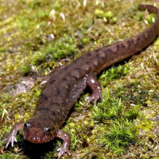 Dusky Salamander Facts and Pictures