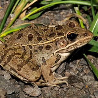 Plains Leopard Frog Facts and Pictures