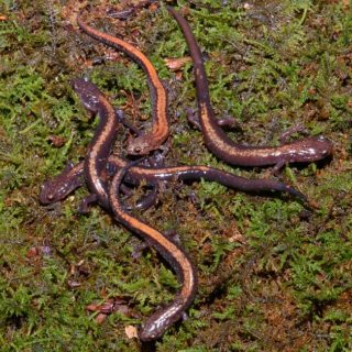 Shenandoah Salamander Facts And Pictures