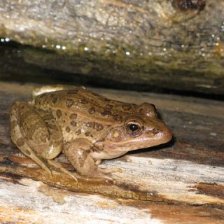 Mountain Chicken Frog Facts and Pictures