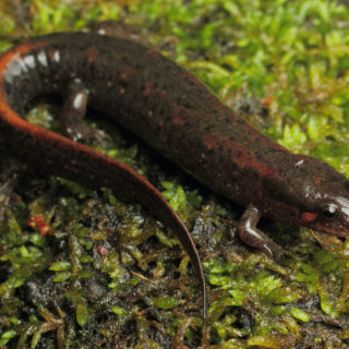 Red Salamander Facts and Pictures