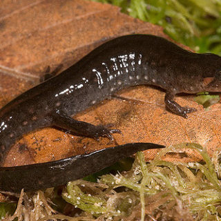 Southern Dusky Salamander Facts and Pictures