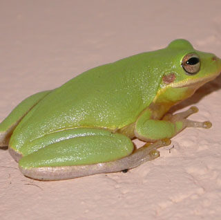 Squirrel Tree Frog Facts and Pictures