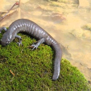 White-Spotted Salamander Facts and Pictures