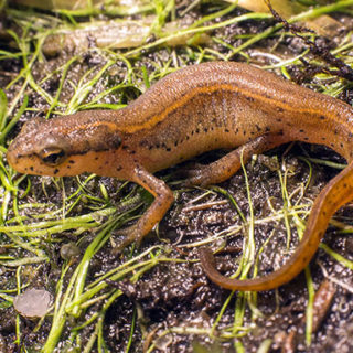 Black Spotted Newt Facts and Pictures