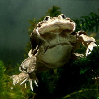 Titicaca Water Frog Facts and Pictures