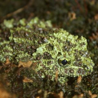 Vietnamese Mossy Frog Facts and Pictures