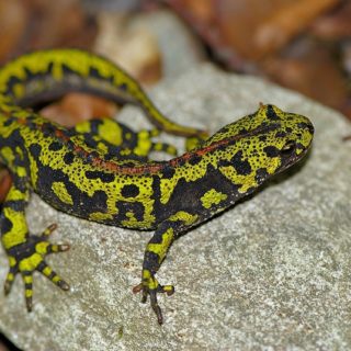 Marbled Newt Facts and Pictures