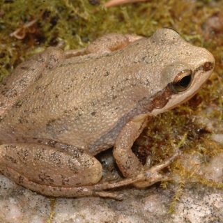 Upland Chorus Frog Facts and Pictures